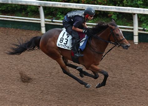 【注目馬動向】メイケイエール セントウルs1週前追いで鋭い動き 陣営「馬体に幅が出た」 Umatoku 馬トク