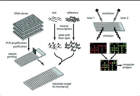 The Progressing Clinical Utility Of Dna Microarrays Macoska