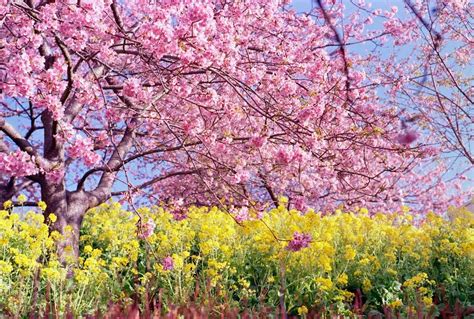 Kawazu Zakura How To Enjoy Early Cherry Blossoms In Japan Sakura