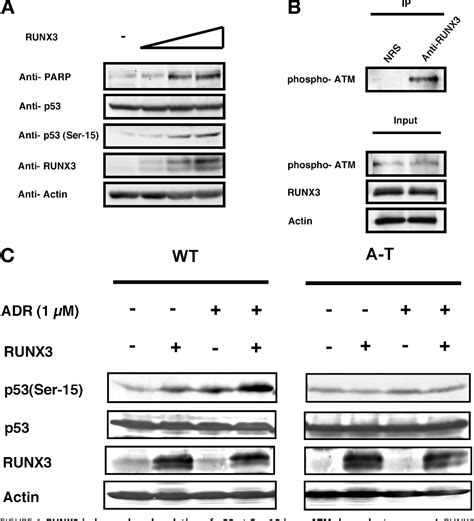 Figure 6 From RUNX3 Modulates DNA Damage Mediated Phosphorylation Of