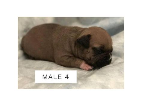 Pocket Bully Puppies $2500 San Antonio - Puppies for Sale Near Me