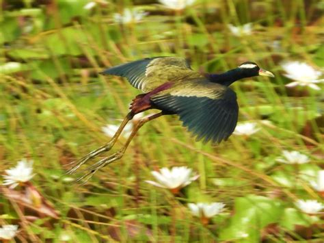 Bronze Winged Jacana Birdforum