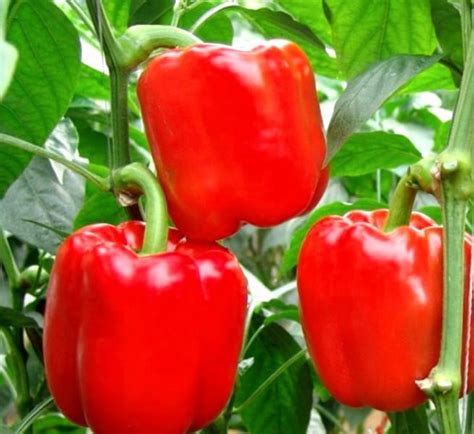 Перец "Клаудио F1": описание, отзывы, фото