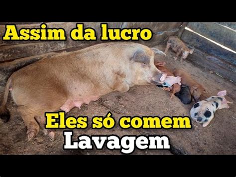 Cria O De Porco Caipira Vejam O Porque Ele Tem Lucro Youtube