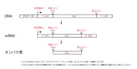 【解決】ジャンクDNAとは｜パラログとオルソログの違い
