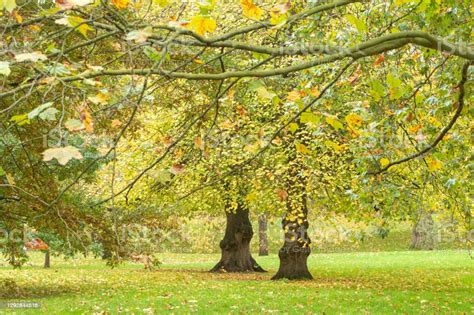 Autumn In The Green Park London Stock Photo - Download Image Now ...