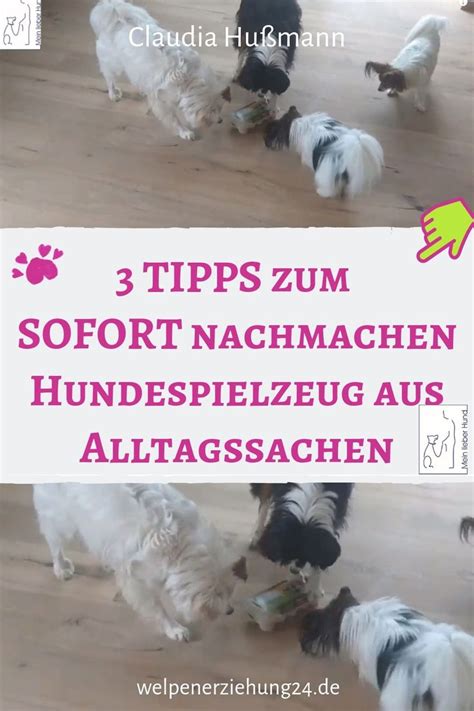 Quick Tipp Hundespielzeug Aus Alltagsgegenst Nden Hunde Spielzeug