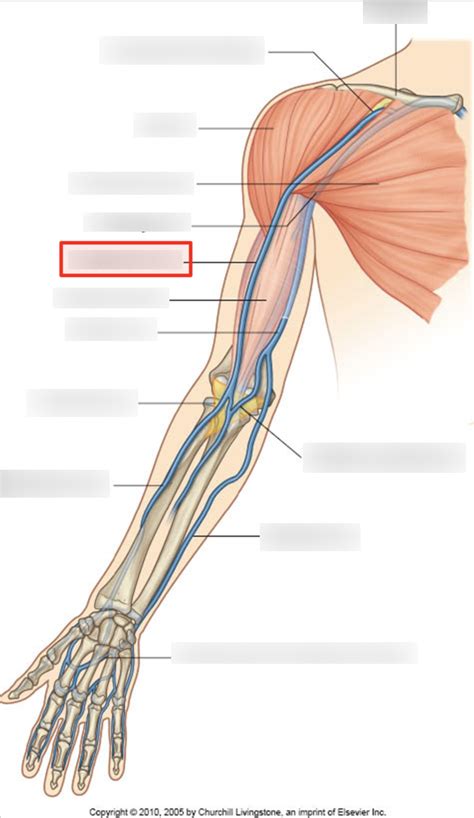 Upper Limb Venous System Diagram Quizlet