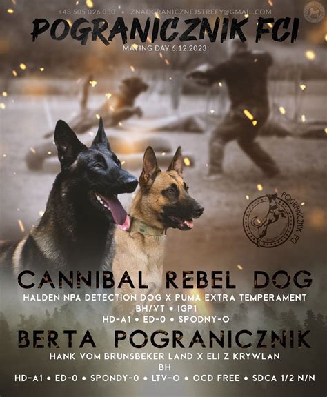 Owczarek Belgijski Malinois FCI Lipina OLX Pl