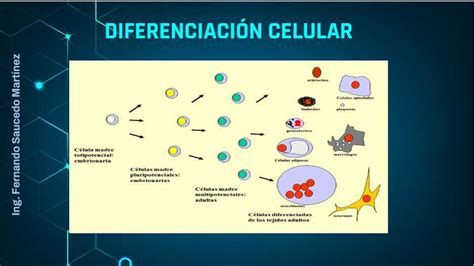 5 DIFERENCIACIÓN CELULAR