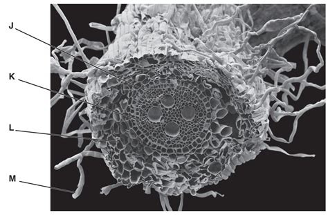 Transport In Plants Cie Igcse Biology Topic Questions