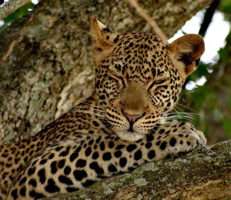 Where To See The Big Five Mammals In Uganda Kenlink Tours