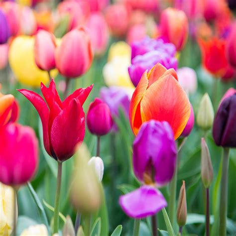 Tulip Rainbow Mix 25 Easy To Grow Bulbs