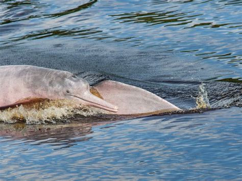 Navigate The Peruvian Amazon Steppes Travel