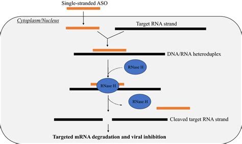 Schematic Diagram Showing The Mechanism Of Action For Aso Mediated Gene