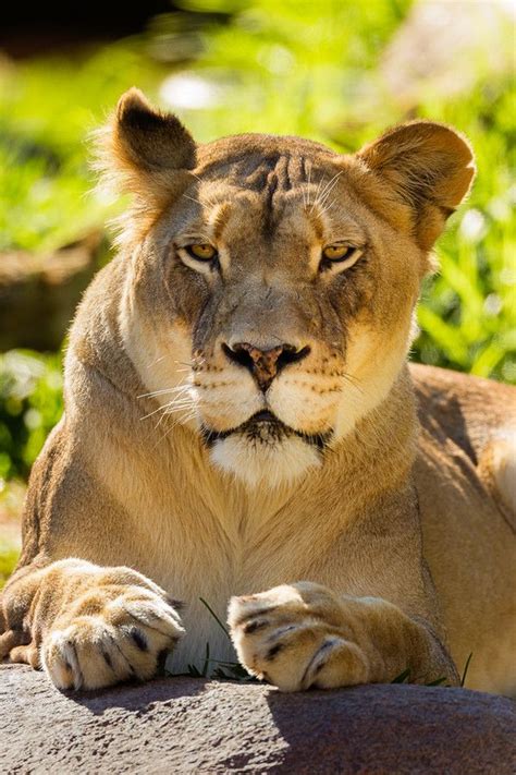 Female Lion Female Lion Lion Lions