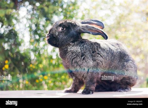 Adorable Belgian Giant Black Rabbit Bunny Staying With Nature