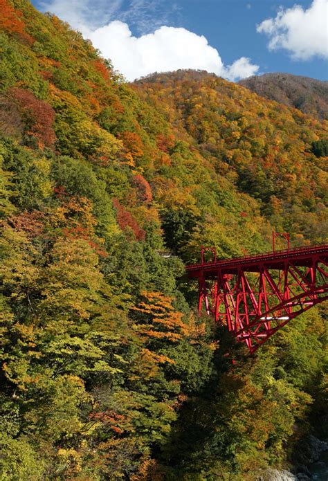 Autumn Leaves Forecast 2024 | Travel Japan（Japan National Tourism Organization）