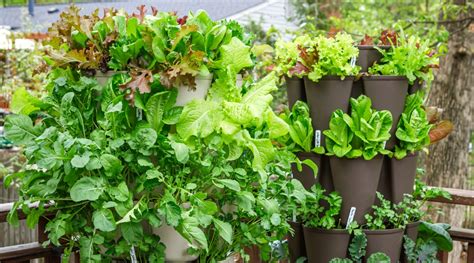 Vertical Salad Planter