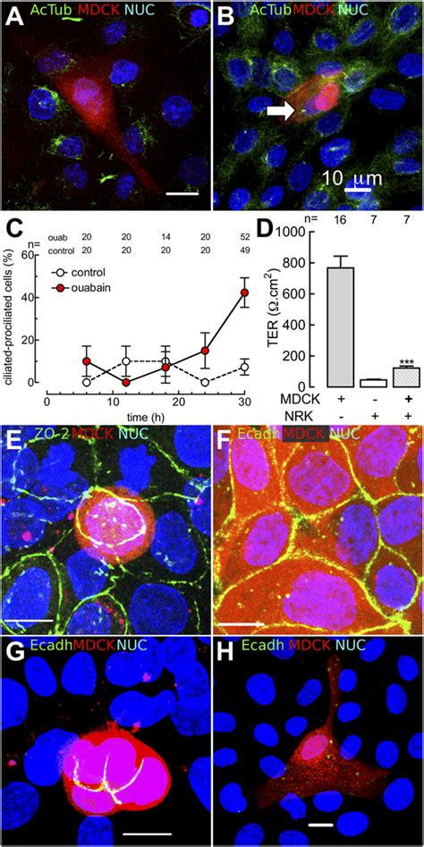 Ciliogenesis In Proliferation Arrested Mdck Cells Does Not Depend On Download Scientific