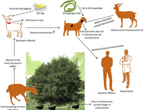 Pdf Contagious Pustular Dermatitis Orf Disease Epidemiology