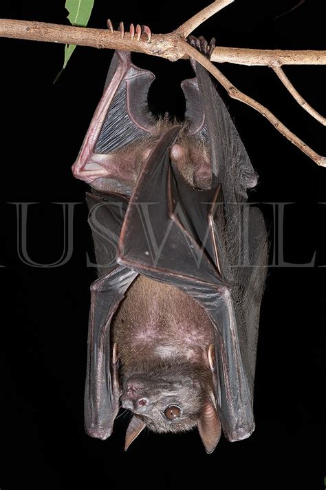 Bare Backed Fruit Bat Dobsonia Magna Bare Backed Fruit Flickr