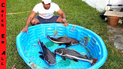 Giant Catfish Pool Pond Youtube