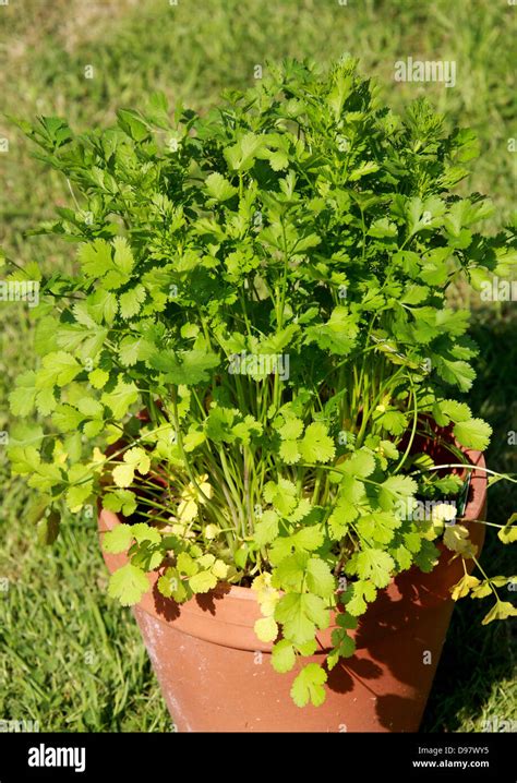 Coriander Coriandrum Sativum Apiaceae Also Known As Cilantro