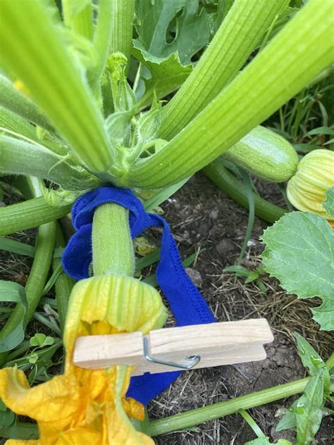 How to Save Zucchini Seeds - Heirloom Grown