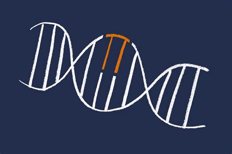 Dna Mutation