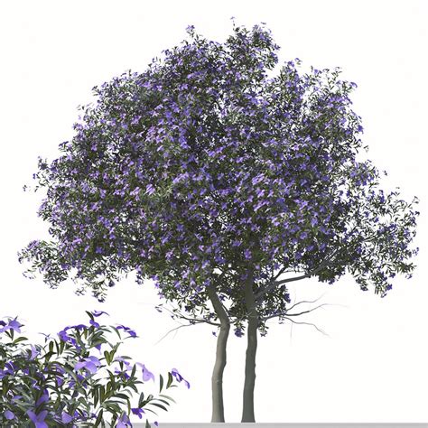 Set Of Tibouchina Semidecandra Plant Glory Bush 3D Model For VRay VRay