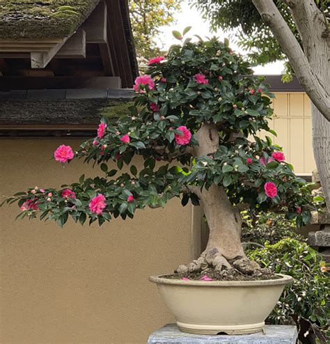 Camellia Bonsai