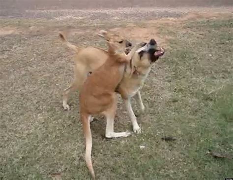 Kangaroo vs. Dog Wrestling Match Is Weird And Adorable (VIDEO) | HuffPost