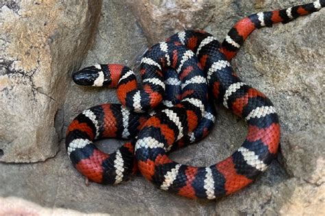 Mountain Kingsnake - Malibu Creek State Park