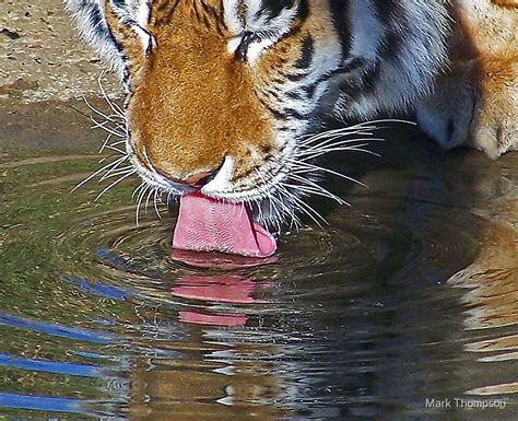 "tiger tongue" by Mark Thompson | Redbubble