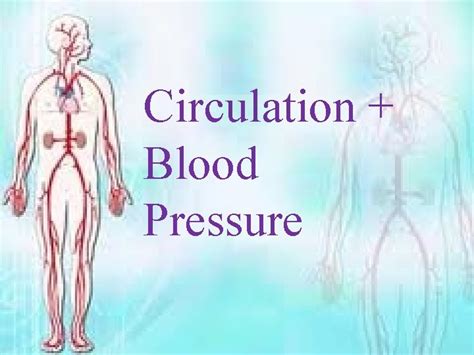 Circulation Blood Pressure 2 Major Types of Circulation