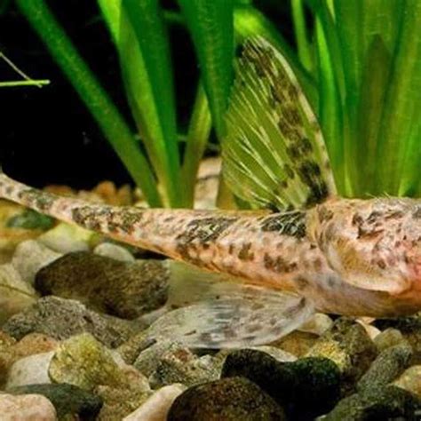 How fast do whiptail catfish grow? - DIY Seattle