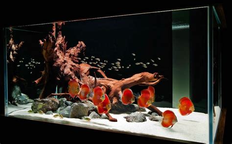 Acuarios Con Troncos Fish Aquarium Decorations Amazing Aquariums