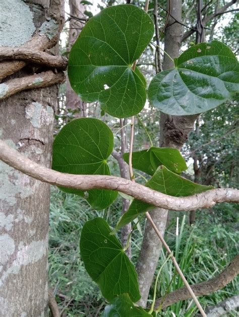 Pearl Vine From Mount Keira Nsw Australia On July At