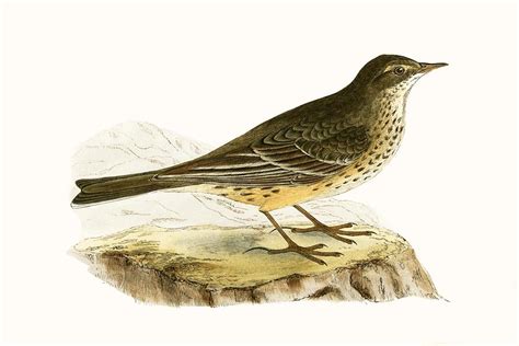 Pennsyvlanian Pipit Painting By English School Fine Art America