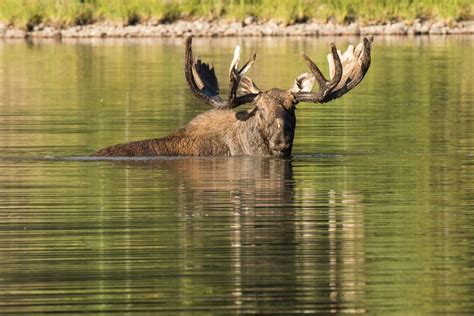 Glacier And Waterton International Peace Parks Karen Kratz