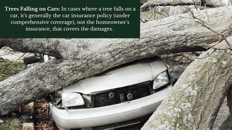 Does Homeowners Insurance Cover Tree Removal Atlanta Arbor