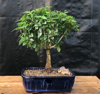 Flowering Parrot's Beak Bonsai Tree Large (gmelina, 43% OFF