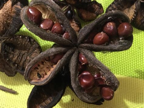 Пион древовидный семена пиона: показываю как интересно выглядят