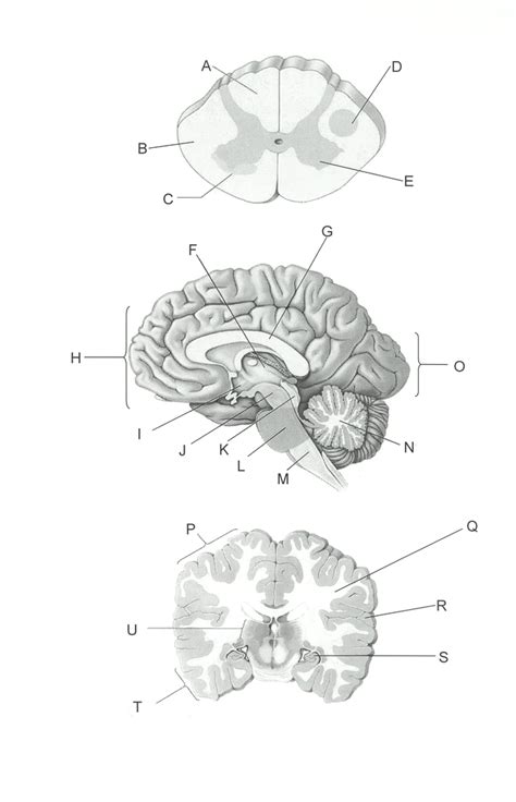 Brain And Behavior Exam Two Diagram Quizlet