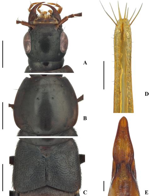 Quedius Raphirus Shunichii Smetana A Head Mm B