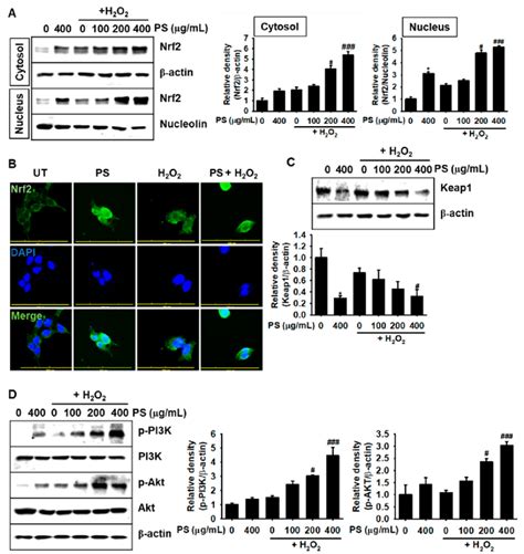 Ps Promotes The Nuclear Translocation Of Nrf In Hacat Keratinocytes In