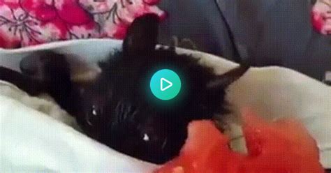 Just A Bat Eating Fruit In Bed  On Imgur