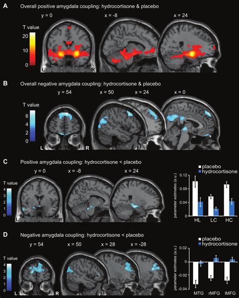 Functional Connectivity Pattern Of The Bilateral Amygdala During