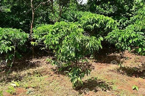 Coffee Plantation On Bolaven Plateau In Southern Laos Stock Image Image Of Agriculture